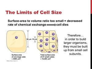 Picture of Intro to cell Part 3
