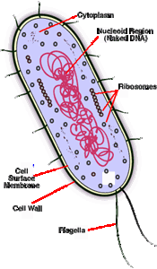 Picture of Prokaryotic cell Part 3