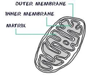 Picture of Compartmentalization in eukaryotic cell