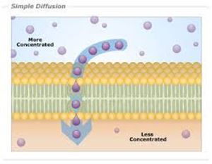 Picture of Membrane transport 1