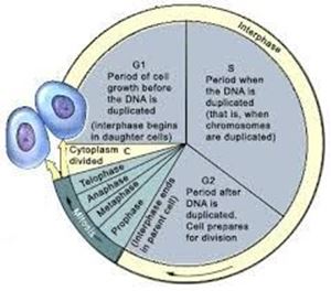 Picture of Cell cycle 1