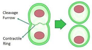 Picture of Mitosis 3 Cytokinesis