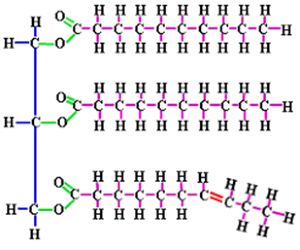 Picture of Lipids 2