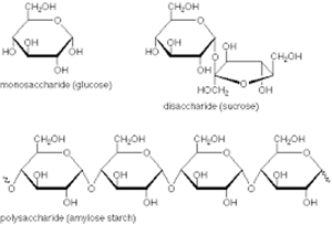 Picture of Carbohydrates 2
