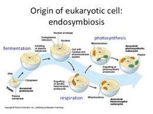 Picture of The origin of cells 2