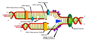 Picture of DNA replication 1