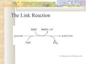 Picture of Cell respiration 3