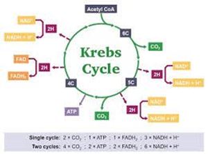 Picture of Cell respiration 4