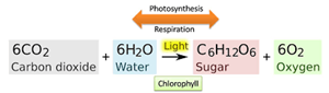 Picture of Photosynthesis 1