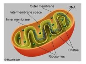 Picture of Cell respiration 6