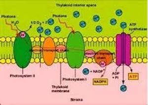Picture of Photosynthesis 3