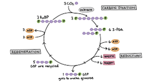 Picture of Photosynthesis 4