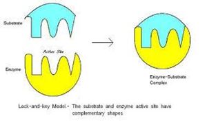 Picture of Enzymes 1