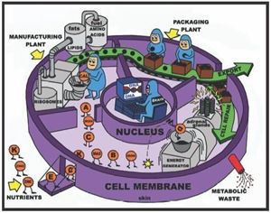 Picture of Introduction to Cells