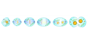 Picture of Lesson 5A: Cell Division