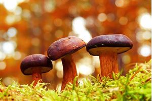 Picture of Lesson 10A: Fungi