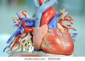 Picture of Lesson 27B: Circulatory System