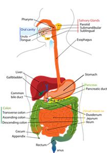 Picture of Lesson 28A: Digestive System