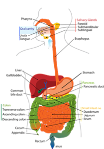 Picture of Lesson 28B: Digestive System