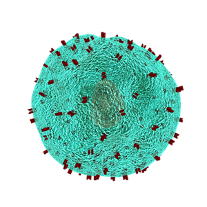 Picture of Lesson 32A: Immune System