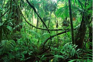 Picture of Lesson 35A: Tropical Rainforest and Savanna Biomes