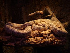 Picture of Living Things Change- Reptiles