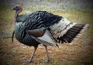 Picture of Thanksgiving: Turkey Escape