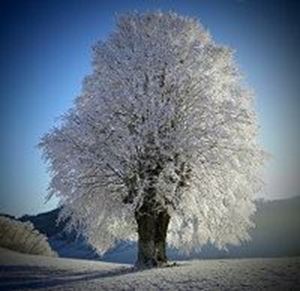 Picture of Winter Holidays: Winter Poetry