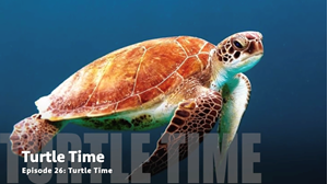 Picture of Episode 26: Turtle Time