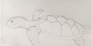 Picture of Sea Turtle Drawing Option: Pointillism and Animal Painting 